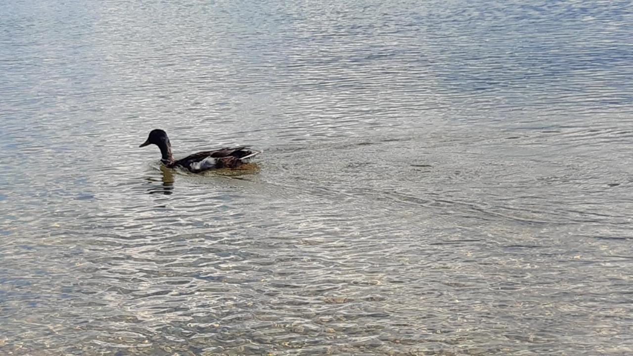 Wildente Am See Maishofen Exterior foto
